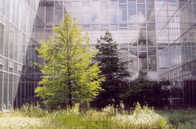 Barockgarten am Schloss Drottningholm in Schweden, umgeben von vierreihigen Kaiser-Linden, die von Lorenz von Ehren gezogen und 2008 geliefert wurden. Heute prägen sie majestätisch die Landschaft.